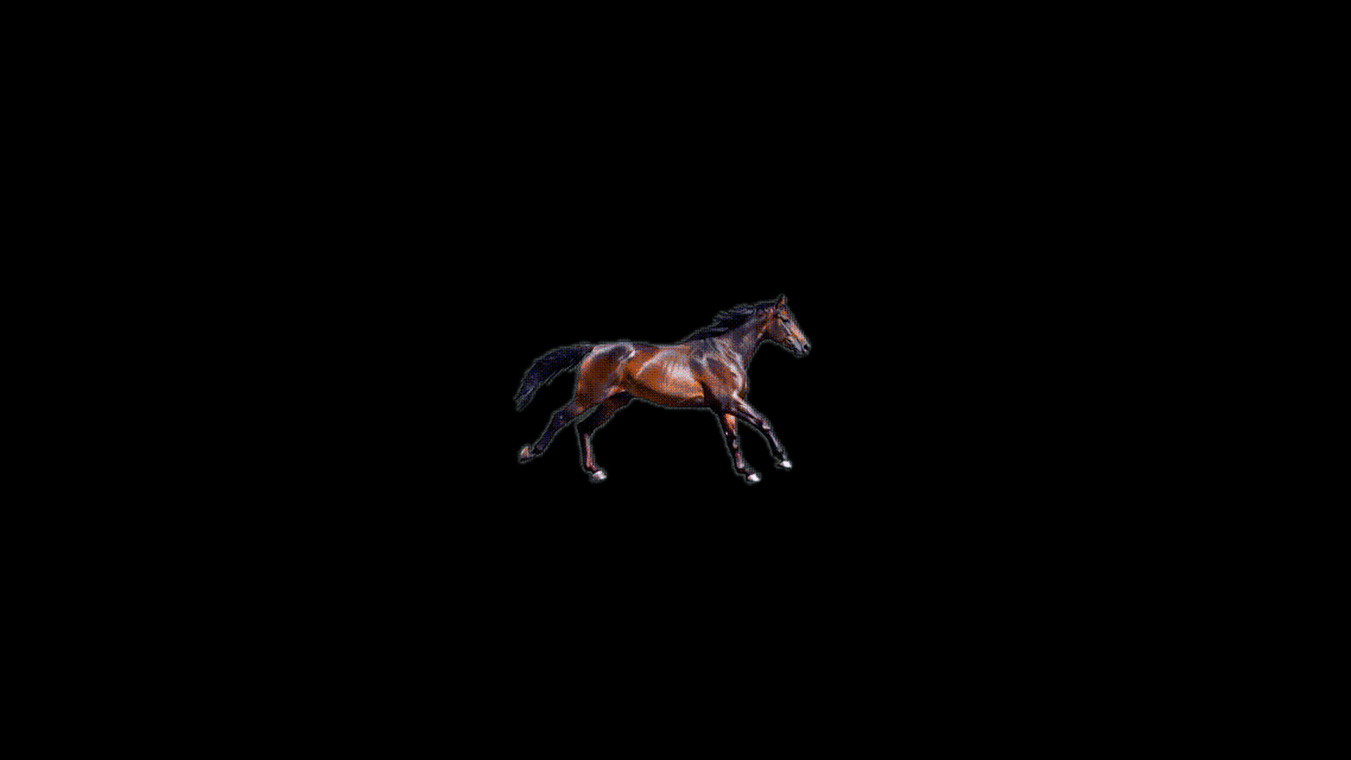 running horse